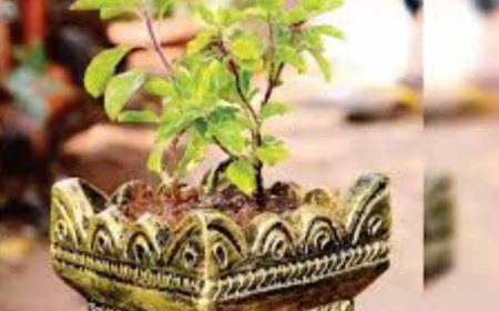 ತುಳಸಿ ಪೂಜೆ ಮಾಡುವಾಗ ಇರಲಿ ಎಚ್ಚರ, ಈ ತಪ್ಪು ಮಾಡಿದ್ರೆ ಬಡವರಾಗ್ತೀರಾ!