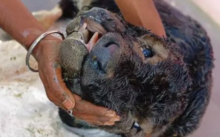 3 ಕಣ್ಣು, 2 ಮೂಗು, 2 ನಾಲಿಗೆಯ ಕರು ಜನನ: ಏನಿದು ಅಚ್ಚರಿ!?