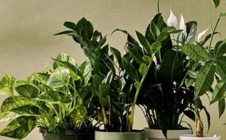 Vastu Tips: ಮನೆಯಲ್ಲಿ ಈ ಐದು ಗಿಡಗಳನ್ನು ನೆಡಿ ಸಾಕು: ದುಡ್ಡಿನ ಮಳೆ ಸುರಿಯುತ್ತೆ!