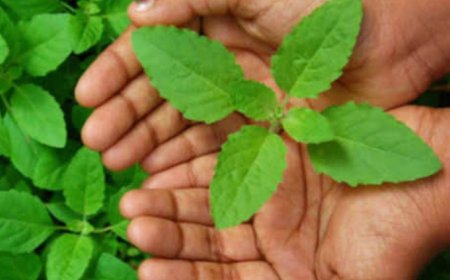 ಮನೆ ಶಾಂತಿ ಕಾಪಾಡಲು ಯಾವ ದಿಕ್ಕಿನಲ್ಲಿ  ತುಳಸಿ ಬೆಳೆಸಿದರೆ ಒಳ್ಳೆಯದು ಗೊತ್ತಾ?