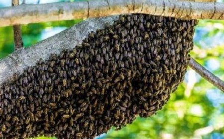 ಹೆಜ್ಜೇನು ದಾಳಿ: 7 ಜನರಿಗೆ ಗಾಯ, ಓರ್ವನ ಸ್ಥಿತಿ ಗಂಭೀರ!