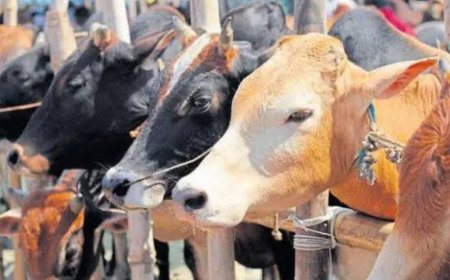 ಭಾರತದ ಈ ರಾಜ್ಯದಲ್ಲಿ ಗೋವುಗಳನ್ನು " ಬೀದಿ ಹಸು" ಅನ್ಬಾರ್ದಂತೆ! ಕಾರಣ ಇಷ್ಟೇ!