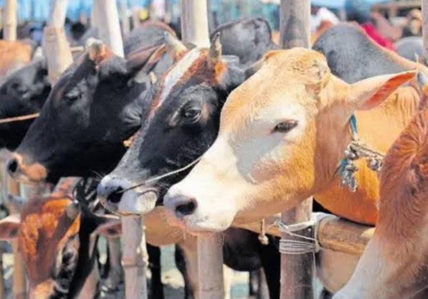 ಭಾರತದ ಈ ರಾಜ್ಯದಲ್ಲಿ ಗೋವುಗಳನ್ನು " ಬೀದಿ ಹಸು" ಅನ್ಬಾರ್ದಂತೆ! ಕಾರಣ ಇಷ್ಟೇ!