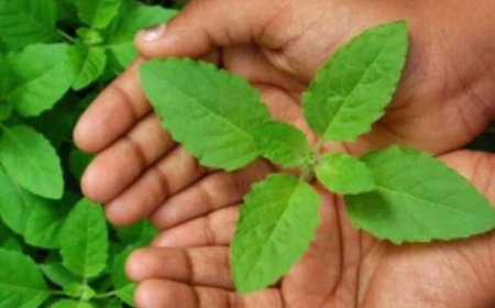 ನಿತ್ಯ ಎದ್ದ ಬಳಿಕ ತುಳಸಿ ಎಲೆ ತಿನ್ನುತ್ತಾ ಬನ್ನಿ, ಇದರ ಪವಾಡ ಕಂಡು ಅಚ್ಚರಿ ಪಡ್ತೀರಾ!