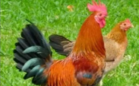 ಗಂಡು ಹುಂಜಗಳು ಮುಂಜಾನೆ ಕೂಗೋದ್ಯಾಕೆ!? ಅಚ್ಚರಿ ಮಾಹಿತಿ ತಿಳಿಯಲೇಬೇಕು!?