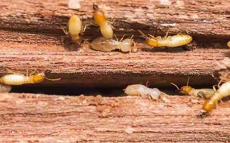 ಮನೆಯಲ್ಲಿ ವಿಪರೀತ ಗೆದ್ದಲು ಕಾಟ ಇದೆಯಾ? ಹೆಚ್ಚು ರಿಸ್ಕ್ ಬೇಡ, ಜಸ್ಟ್ ಹೀಗೆ ಮಾಡಿ!