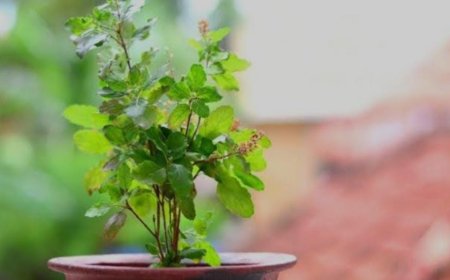 Tulsi Plant: ಶ್ರೀ ಕೃಷ್ಣನ ಅಚ್ಚುಮೆಚ್ಚಿನ ತುಳಸಿ ಯಾವ ದಿಕ್ಕಿನಲ್ಲಿರಬೇಕು ಗೊತ್ತಾ!?