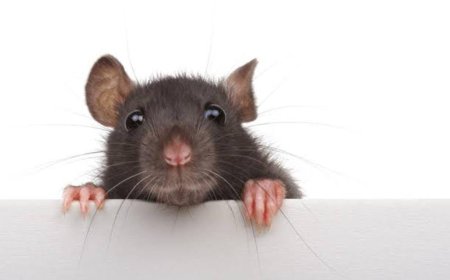 ಇಲಿ ಜ್ವರ: ಬಿಮ್ಸ್ ಗೆ ದಾಖಲಾಗಿದ್ದ 7 ಮಂದಿ ಗರ್ಭಿಣಿಯರಲ್ಲಿ ಮೂವರಿಗೆ ಸೋಂಕು!