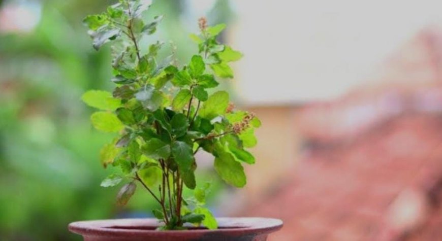 Tulsi Plant: ಶ್ರೀ ಕೃಷ್ಣನ ಅಚ್ಚುಮೆಚ್ಚಿನ ತುಳಸಿ ಯಾವ ದಿಕ್ಕಿನಲ್ಲಿರಬೇಕು ಗೊತ್ತಾ!?