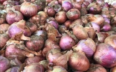 ಕಪ್ಪು ಬಣ್ಣದ ಈರುಳ್ಳಿ ಸೇವನೆ ಮಾಡ್ಬೋದಾ!? ಜನರೇ, ಈ ನೋಡಿ ಕನ್ಫರ್ಮ್ ಮಾಡ್ಕೊಳ್ಳಿ!