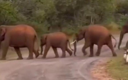 ಇದು ಗಜಪಡೆ ಸಾಮ್ರಾಜ್ಯ: ಆನೆಗಳ ದಿಂಡಿಗೆ ವಾಹನ ಸವಾರರು ಆತಂಕ!