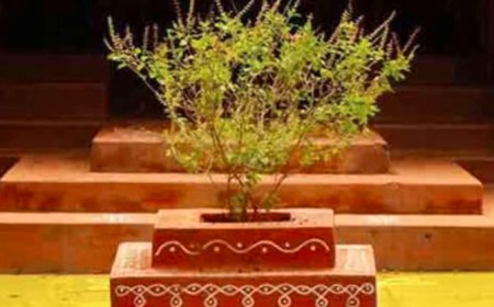 ಚಳಿಗಾಲದಲ್ಲಿ ತುಳಸಿ ಗಿಡ ಹಚ್ಚಹಸಿರಾಗಿ ಬೆಳೆಯಲು ಈ ಸಲಹೆ ಅನುಸರಿಸಿ!