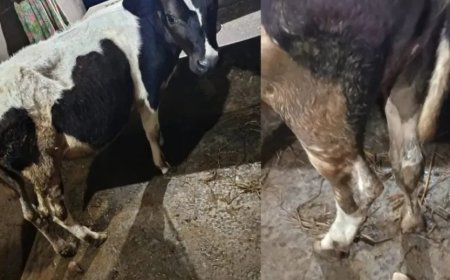 ಮತ್ತೊಂದು ಅಮಾನವೀಯ ಘಟನೆ: ಕರುವಿನ ಬಾಲ ಕತ್ತರಿಸಿದ ಕ್ರೂರ ಪಾಪಿಗಳು..!