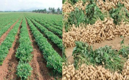 ರಾಜ್ಯದ 'ಶೇಂಗಾ ಬೆಳೆಗಾರ'ರಿಗೆ ಗುಡ್ ನ್ಯೂಸ್: ಜೋಶಿ ಮನವಿಗೆ ಸ್ಪಂದಿಸಿ ಖರೀದಿ ಅವಧಿ ವಿಸ್ತರಣೆ