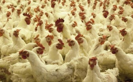 ಬಳ್ಳಾರಿಗೂ ವಕ್ಕರಿಸಿದ ಹಕ್ಕಿ ಜ್ವರ: 2,000ಕ್ಕೂ ಹೆಚ್ಚು ಕೋಳಿಗಳು ಬಲಿ!