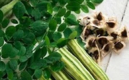 ನುಗ್ಗೆಕಾಯಿ ಮಹಿಮೆ ಒಂದಾ, ಎರಡಾ!? 300 ಕ್ಕೂ ಹೆಚ್ಚು ರೋಗಗಳಿಗೆ ರಾಮಬಾಣ ಜನರೇ!