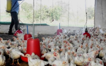 ಬಳ್ಳಾರಿ ಜನರಲ್ಲಿ ಹಕ್ಕಿ ಜ್ವರ ಆತಂಕ: 5 ಚೆಕ್‌ʼಪೋಸ್ಟ್ ನಿರ್ಮಾಣ ಮಾಡಿದ ಜಿಲ್ಲಾಡಳಿತ