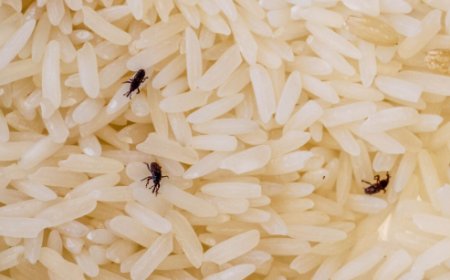 Kitchen Hacks: ಅಕ್ಕಿ-ಬೇಳೆಕಾಳು ಡಬ್ಬಗಳಲ್ಲಿ ಹುಳ ಆಗಿದ್ಯಾ..? ಈ ಸಿಂಪಲ್ ಟ್ರಿಕ್ ಟ್ರೈ ಮಾಡಿ ಸಾಕು