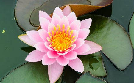 ಕಮಲ ಕೊಳದ ಕೆಸರಲ್ಲಿ ಮಾತ್ರವಲ್ಲ, ನಿಮ್ಮ ಮನೆಯಲ್ಲೂ ಹೀಗೆ ಸುಲಭವಾಗಿ ಬೆಳೆಸಬಹುದು!