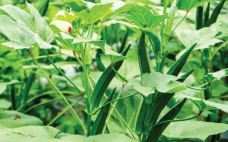 ಮನೆಯ ಬಾಲ್ಕನಿಯಲ್ಲಿ ಸುಲಭವಾಗಿ ಬೆಂಡೆಕಾಯಿ ಬೆಳೆಯೋದು ಹೇಗೆ ಗೊತ್ತಾ..?