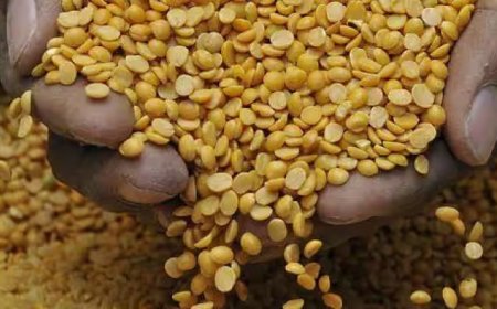 ತೊಗರಿ ಬೇಳೆ ಸೇವಿಸುವ ಮುನ್ನ ಎಚ್ಚರ: ಕ್ಯಾನ್ಸರ್ ಕಾರಕ ಅಂಶ ಪತ್ತೆ.!