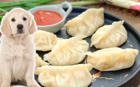 SHOCKING! ಮೊಮೊಸ್ ಕಾರ್ಖಾನೆಯ ಫ್ರಿಡ್ಜ್‌ʼನಲ್ಲಿ ನಾಯಿಯ ಕತ್ತರಿಸಿದ ತಲೆ ಪತ್ತೆ..!