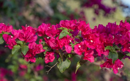 ಮನೆಯ ಬಾಲ್ಕನಿಯಲ್ಲೇ ಬೌಗೆನ್ವಿಲ್ಲಾ ಬೆಳೆಸುವುದು ಹೇಗೆ ಗೊತ್ತಾ..? ಮಾಹಿತಿ ಇಲ್ಲಿದೆ