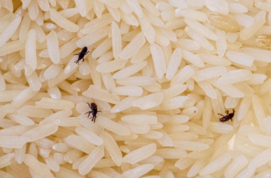 Kitchen Hacks: ಅಕ್ಕಿ-ಬೇಳೆಕಾಳು ಡಬ್ಬಗಳಲ್ಲಿ ಹುಳ ಆಗಿದ್ಯಾ..? ಈ ಸಿಂಪಲ್ ಟ್ರಿಕ್ ಟ್ರೈ ಮಾಡಿ ಸಾಕು