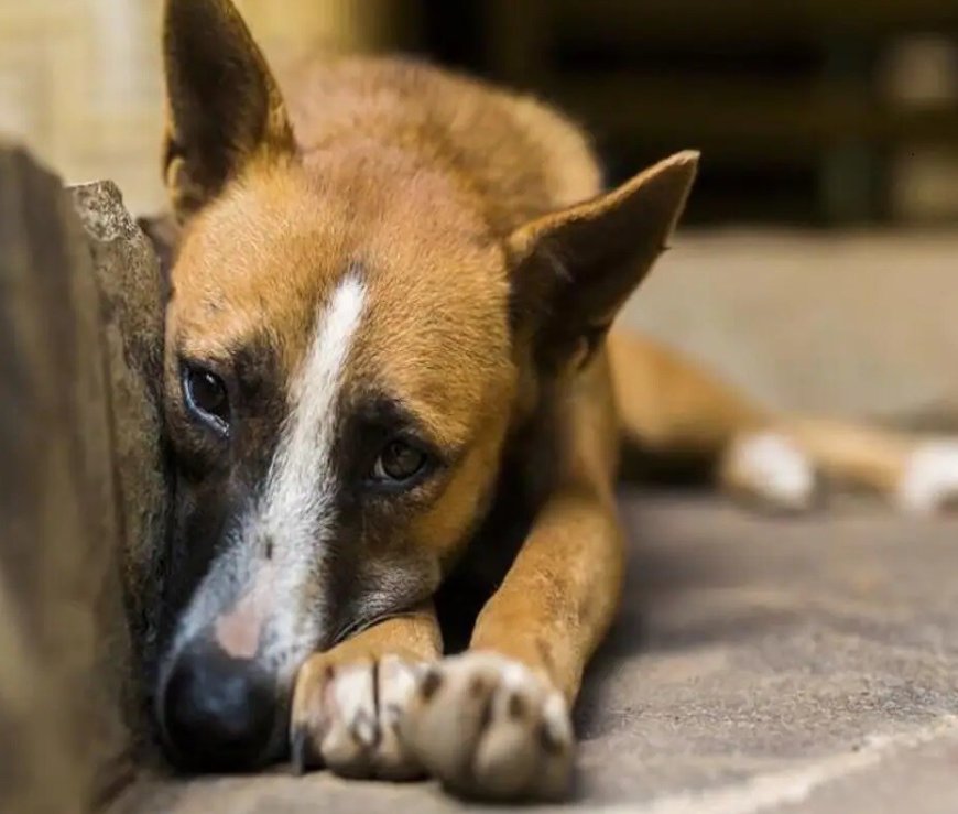 Sexual Assault on Dog: ಪ್ರಾಣಿಗಳನ್ನೂ ಬಿಡದ ಕಾಮಾಂಧರು: ನಾಯಿಯ ಮೇಲೆ ವ್ಯಕ್ತಿಯಿಂದ ಅತ್ಯಾಚಾರ
