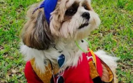 Bengaluru: ಸಾಕು ನಾಯಿ ಕದ್ದೊಯ್ದ ಅಪರಿಚಿತರು - ವಾಕಿಂಗ್ ಕರೆದೊಯ್ದಾಗ ಕೃತ್ಯ!