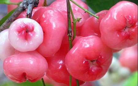 ಮಧುಮೇಹ ರೋಗಿಗಳಿಗೆ ಈ ಹಣ್ಣು ರಾಮಬಾಣ..! ಇದರ ಪ್ರಯೋಜನಗಳು ತಿಳಿದ್ರೆ ಶಾಕ್‌ ಆಗ್ತೀರಾ