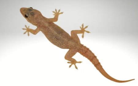 ಮನೆಯಲ್ಲಿ ಹಲ್ಲಿ ನೋಡುವುದು ಅದೃಷ್ಟವೋ.. ದುರಾದೃಷ್ಟವೋ.? ಇಲ್ಲಿದೆ ಮಾಹಿತಿ