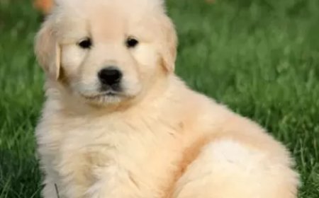 Crime News: ನಾಯಿ ಖರೀದಿಸಲು ಹಣ ಕೊಡಲಿಲ್ಲ ಎಂದು ತಾಯಿಯನ್ನು ಕೊಂದ ಪಾಪಿ ಮಗ..!