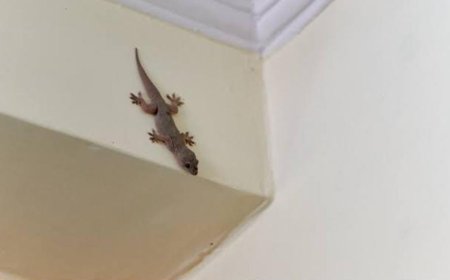 ಮನೆಯಲ್ಲಿ ಹಲ್ಲಿ ಹೆಚ್ಚಾದ್ರೆ ಸಾವಿನ ಮುನ್ಸೂಚನೆಯಾ!? ಜ್ಯೋತಿಷ್ಯ ಹೇಳುವುದೇನು?