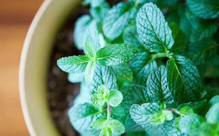 ಆರೋಗ್ಯ ಕಾಪಾಡುವ ಸಂಜೀವಿನಿ ಈ ಸೊಪ್ಪು..! ಇದರ ಚಮತ್ಕಾರ ತಿಳಿದ್ರೆ ಶಾಕ್‌ ಆಗೋದು ಗ್ಯಾರಂಟಿ