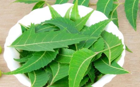 ದಿನಕ್ಕೆ ಒಂದೆರಡು ಬೇವಿನ ಎಲೆ ತಿಂದ್ರೆ ಸಿಗುತ್ತೆ ಸಾಕಷ್ಟು ಆರೋಗ್ಯ ಪ್ರಯೋಜನಗಳು!