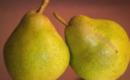 ನೀವು ಮರಸೇಬು ತಿಂತೀರಾ!? ಈ ಸಮಸ್ಯೆ ಇದ್ರೆ ಇಂದೇ ಬಿಟ್ಟುಬಿಡಿ!