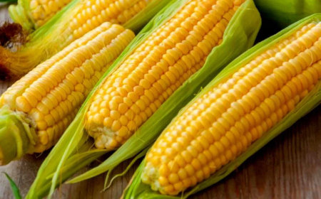 Benefits of Corn: ಪ್ರತಿದಿನ ಜೋಳ ತಿನ್ನುವುದರಿಂದ ಸಿಗುತ್ತೆ ಹತ್ತಾರು ಆರೋಗ್ಯ ಪ್ರಯೋಜನಗಳು..!