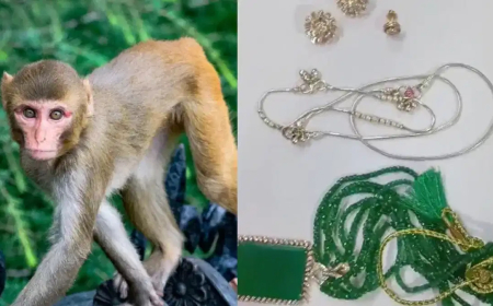 20 ಲಕ್ಷ ರೂ. ಮೌಲ್ಯದ ಚಿನ್ನಾಭರಣ ಬ್ಯಾಗ್ ಕದ್ದ ಕೋತಿ..! ಮುಂದೆ ಆಗಿದ್ದೇನು..?