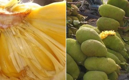 ಹಲಸಿಗೆ ಡಿಮ್ಯಾಂಡಪ್ಪೋ ಡಿಮ್ಯಾಂಡ್.. ಚಿಕ್ಕಬಳ್ಳಾಪುರದ ಹಣ್ಣಿಗೆ ಹೈದರಾಬಾದ್​​ನಲ್ಲೂ ಭಾರೀ ಬೇಡಿಕೆ!