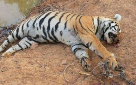 5 ಹುಲಿಗಳ ದುರಂತ ಅಂತ್ಯ ಕೇಸ್’ಗೆ ಟ್ವಿಸ್ಟ್: ಐವರನ್ನು ವಶಕ್ಕೆ ಪಡೆದ ಅರಣ್ಯ ಇಲಾಖೆ!