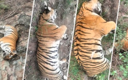 5 ಹುಲಿಗಳ ಸಾವಿನ ಕೇಸ್’ಗೆ ಬಿಗ್ ಟ್ವಿಸ್ಟ್: ಕೊನೆಗೂ ಸಿಕ್ಕಿಬಿದ್ದ ಆರೋಪಿಗಳು..! ಹುಲಿಗಳಿಗೆ ವಿಷ ಹಾಕಿದ್ದು ಯಾಕೆ ಗೊತ್ತಾ.?