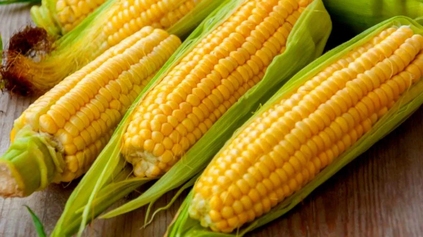 Benefits of Corn: ಪ್ರತಿದಿನ ಜೋಳ ತಿನ್ನುವುದರಿಂದ ಸಿಗುತ್ತೆ ಹತ್ತಾರು ಆರೋಗ್ಯ ಪ್ರಯೋಜನಗಳು..!