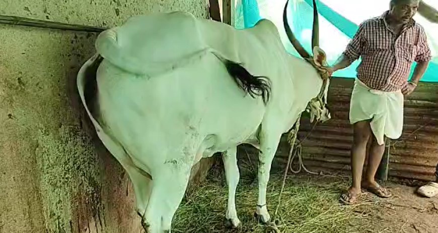ಗರ್ಭಾವಸ್ಥೆಯ ಹಸುವಿನ ಕೆಚ್ಚಲು ಕತ್ತರಿಸಿ ವಿಕೃತಿ ಮೆರೆದ ದುಷ್ಕರ್ಮಿಗಳು..!