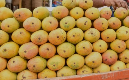 ಮಾವು ಖರೀದಿ :ಬೆಲೆ ವ್ಯತ್ಯಾಸ ಪಾವತಿಗೆ ರಾಜ್ಯದಿಂದ ರೂ 101 ಕೋಟಿ ಬಿಡುಗಡೆ