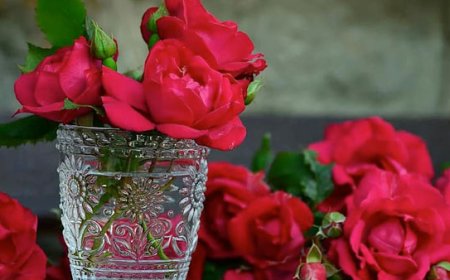 ಮನೆಯಲ್ಲಿ ಗುಲಾಬಿ ಗಿಡ ಬೆಳೆಸೋದು ಶುಭವೇ? ವಾಸ್ತು ಶಾಸ್ತ್ರ ಏನು ಹೇಳುತ್ತೆ..?