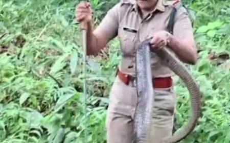 ಇದಲ್ವಾ ಸಾಹಸ: 16 ಅಡಿ ಉದ್ದದ ಕಾಳಿಂಗ ಸರ್ಪ ಸೆರೆಹಿಡಿದ ಮಹಿಳಾ ಅರಣ್ಯಾಧಿಕಾರಿ!
