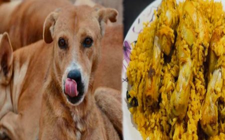 Chicken For Street Dogs: ಕಾಂಗ್ರೆಸ್ ಸರ್ಕಾರದಿಂದ ಬೀದಿ ನಾಯಿಗಳಿಗೆ ಬಿರಿಯಾನಿ ಭಾಗ್ಯ..!