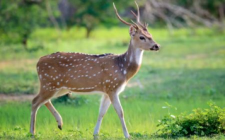 Deer Deaths: ಪುಣೆ ರಾಜೀವ್ ಗಾಂಧಿ ಪ್ರಾಣಿ ಸಂಗ್ರಹಾಲಯದಲ್ಲಿ 14 ಜಿಂಕೆಗಳು ಸಾವು!