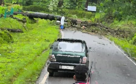ಚಿಕ್ಕಮಗಳೂರಿನಲ್ಲಿ ಗಾಳಿ ಸಹಿತ ಮಳೆಯ ಅಬ್ಬರ: ಧರೆಗುರುಳಿದ ಮರಗಳು - ಸಂಚಾರ ಅಸ್ತವ್ಯಸ್ತ